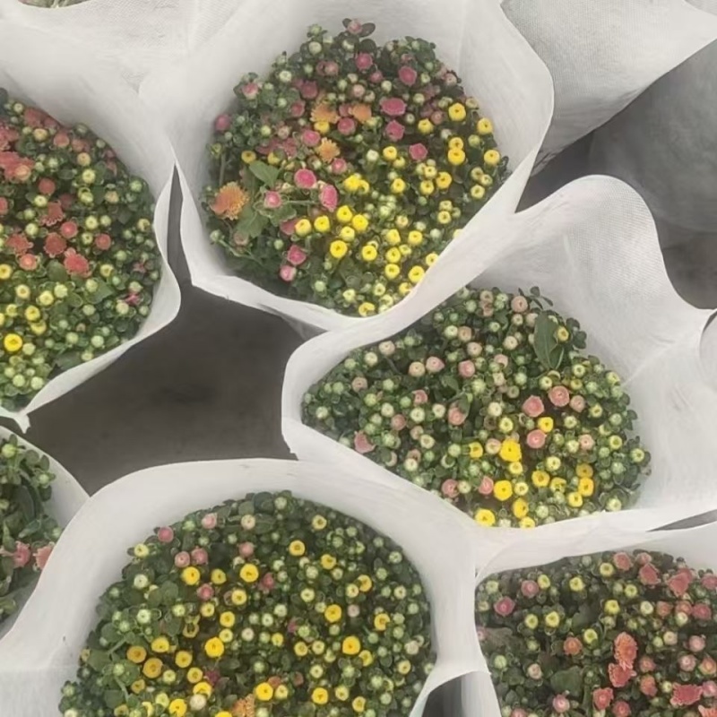 精品无纺布花盆套袋工厂一手货源全国发货量大价优欢迎随时