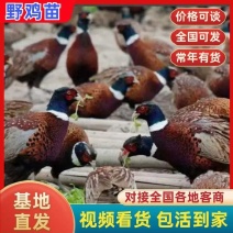 野鸡苗七彩山鸡苗厂家直发包存活率已打疫苗