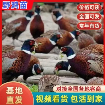 野鸡苗七彩山鸡苗厂家直发包存活率已打疫苗