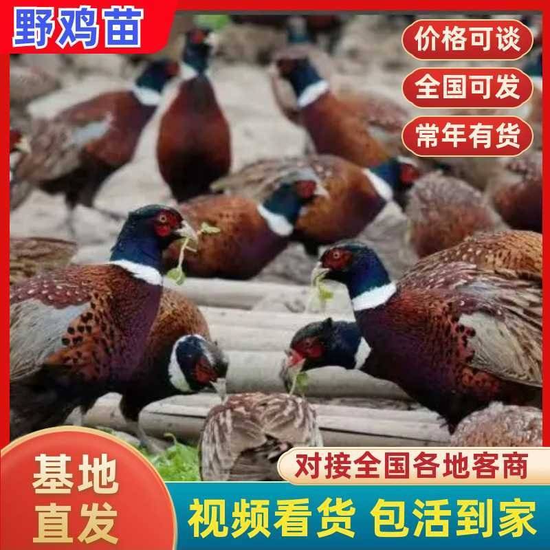 野鸡苗七彩山鸡苗厂家直发包存活率已打疫苗