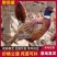 野鸡苗七彩山鸡苗厂家直发包存活率已打疫苗