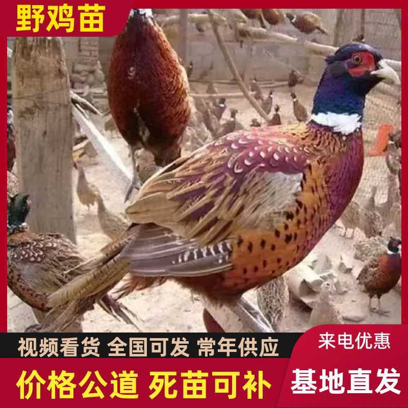 野鸡苗七彩山鸡苗厂家直发包存活率已打疫苗