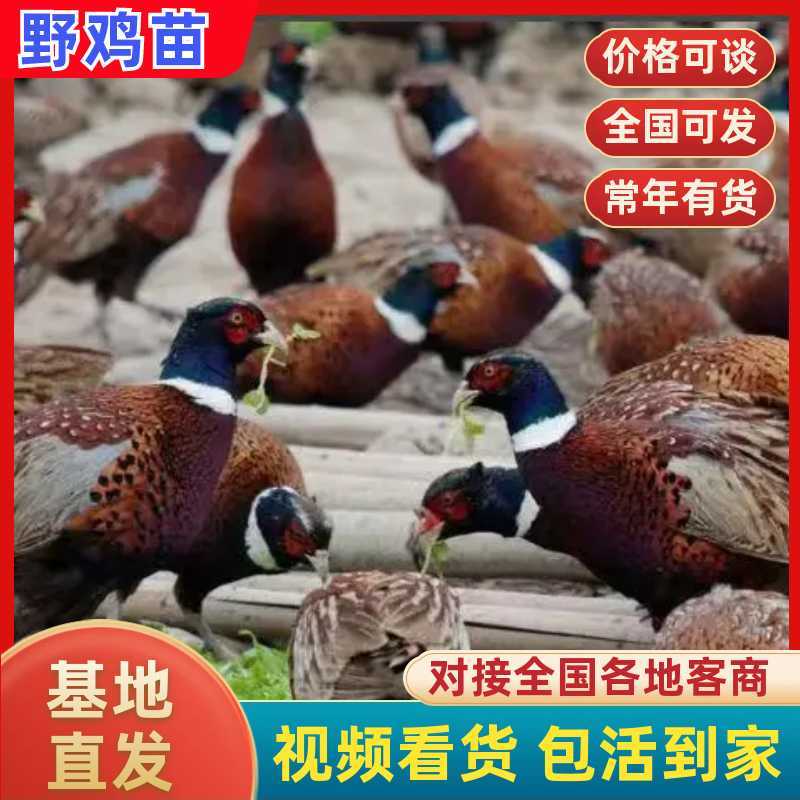 野鸡苗七彩山鸡苗厂家直发包存活率已打疫苗