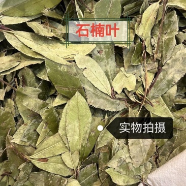 石楠叶中药材正品无硫品质保证冷背中药材正品