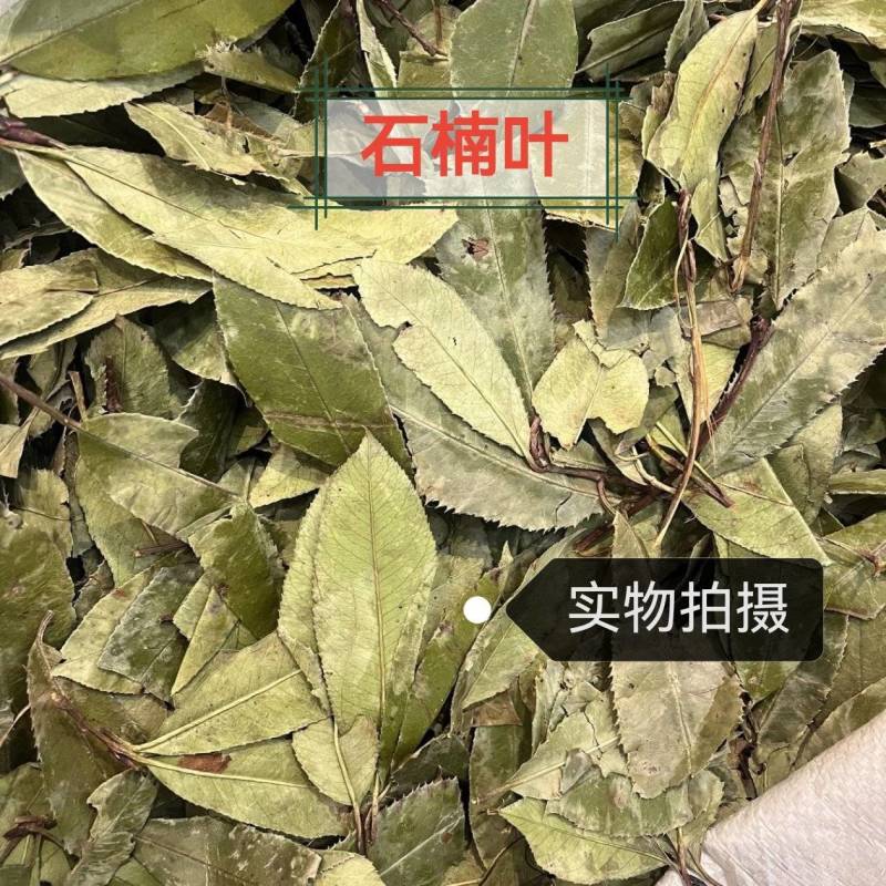 石楠叶中药材正品无硫品质保证冷背中药材正品
