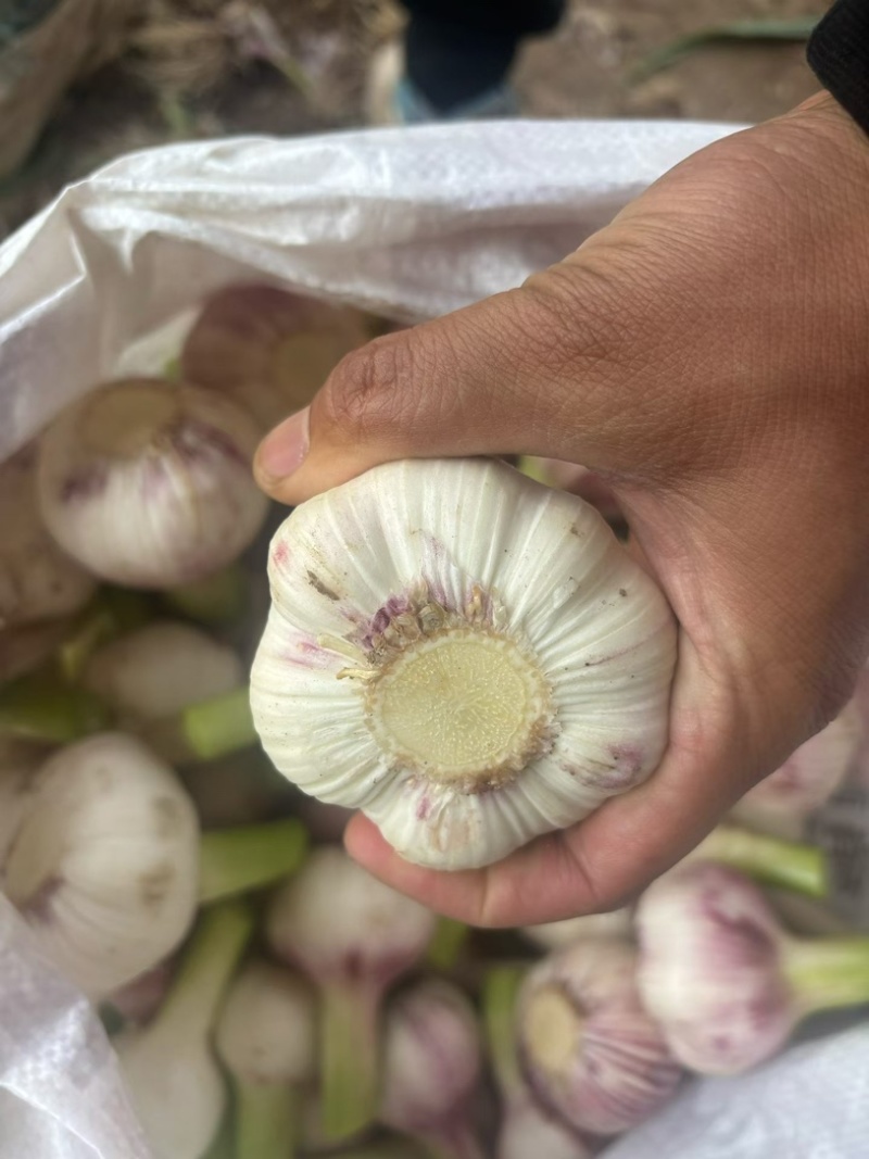扒皮大蒜鲜大蒜大量供应货源充足量大优
