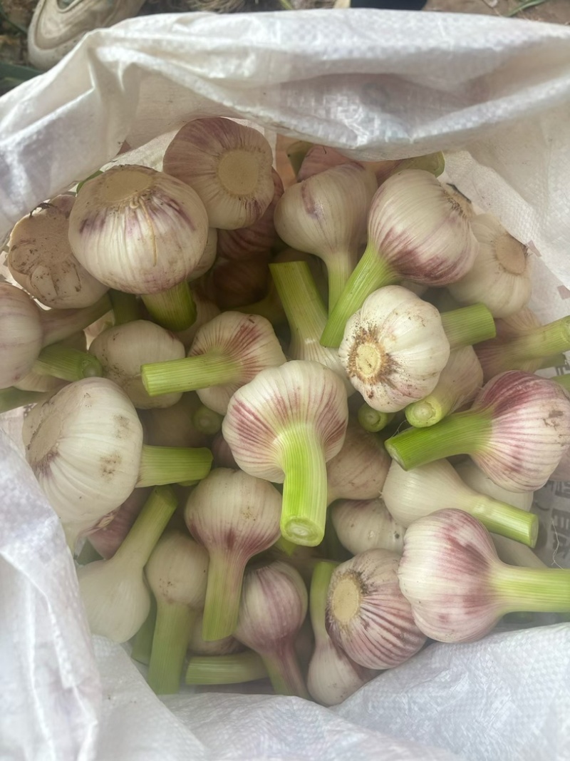 扒皮大蒜鲜大蒜大量供应货源充足量大优