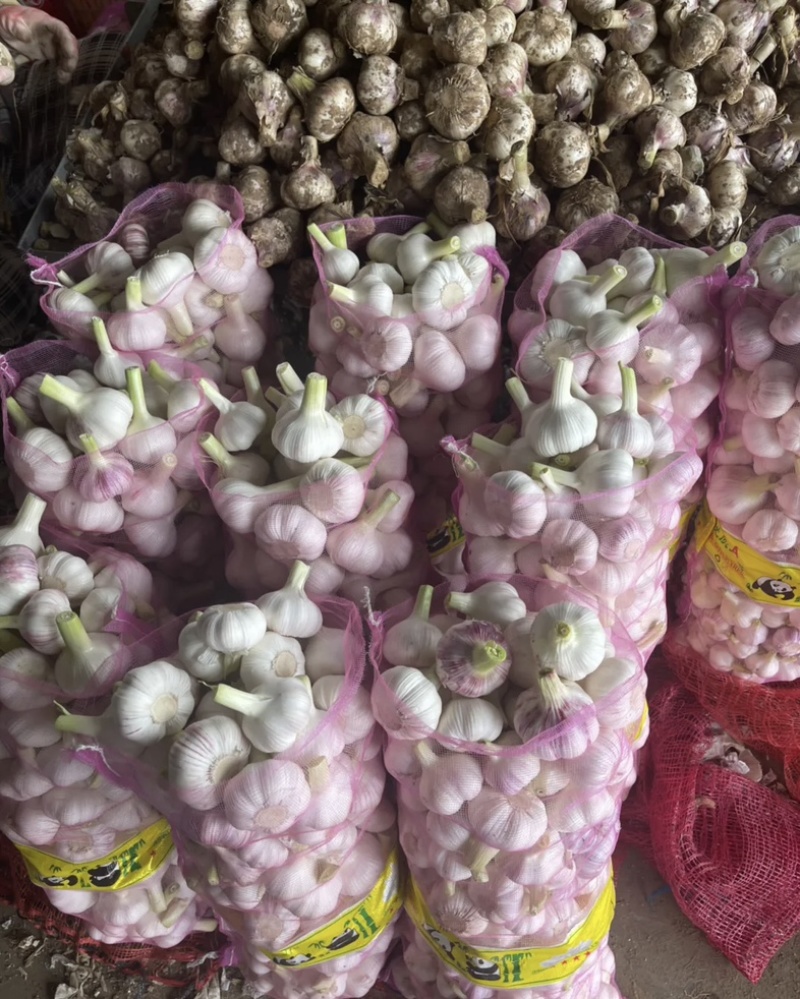 扒皮大蒜鲜大蒜大量供应货源充足量大优