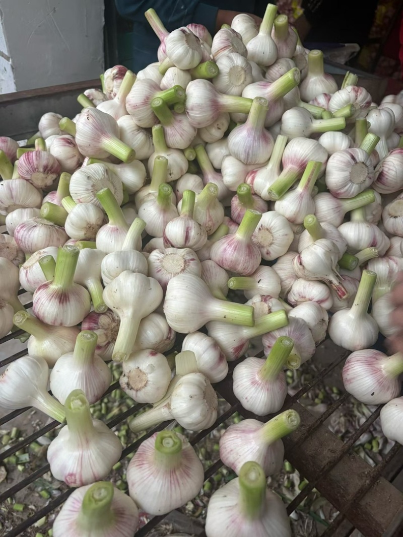 扒皮大蒜鲜大蒜大量供应货源充足量大优