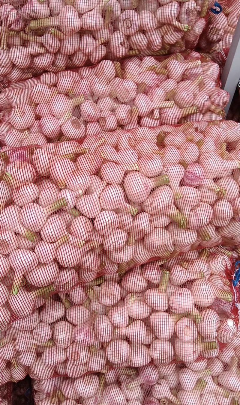 扒皮大蒜鲜大蒜大量供应货源充足量大优