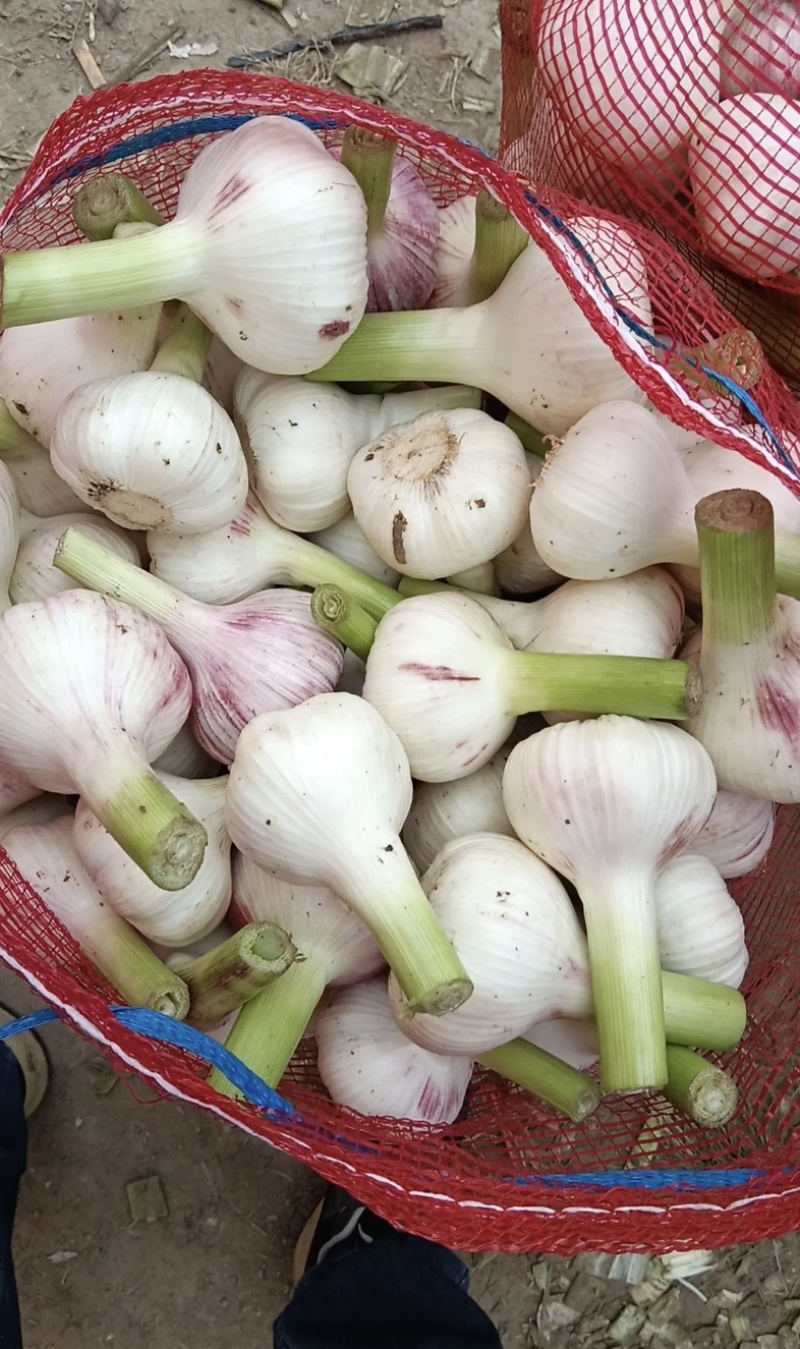 扒皮大蒜鲜大蒜大量供应货源充足量大优