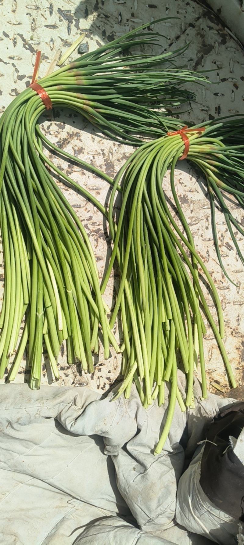 金乡红包蒜薹，刚刚上市，长度45公分以上