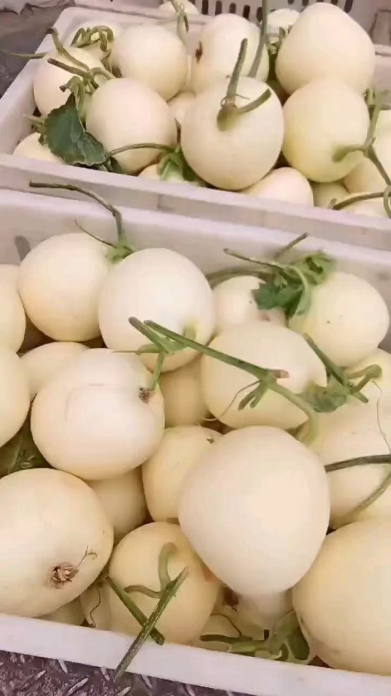 【推荐】砀山白沙蜜蜜罐薄皮小白瓜产地货源欢迎来电咨