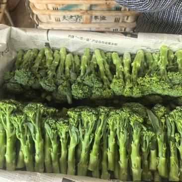 精品甜杆西兰苔产地直发品质保证量大从优一手货源