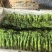 精品甜杆西兰苔产地直发品质保证量大从优一手货源
