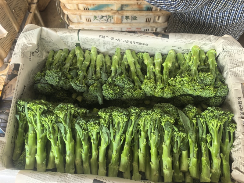 精品甜杆西兰苔产地直发品质保证量大从优一手货源