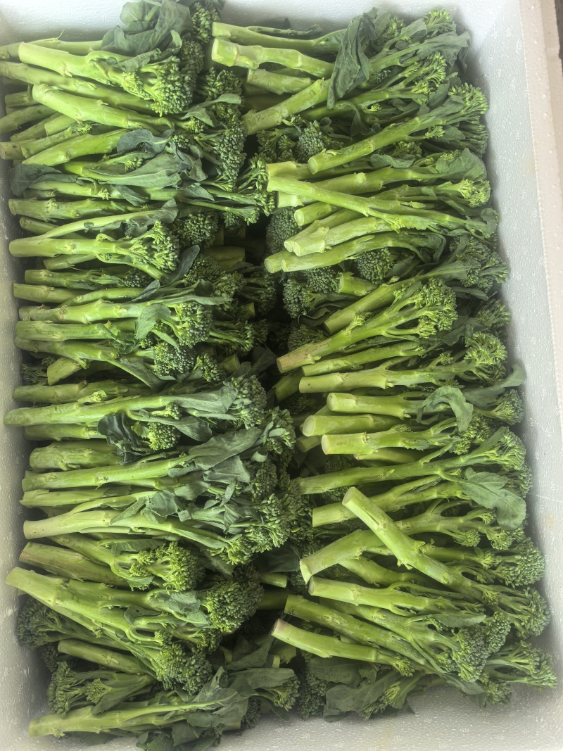 精品甜杆西兰苔产地直发品质保证量大从优一手货源