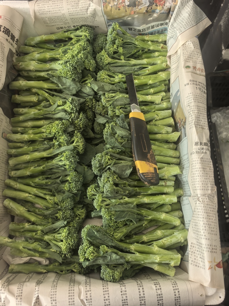 精品甜杆西兰苔产地直发品质保证量大从优一手货源