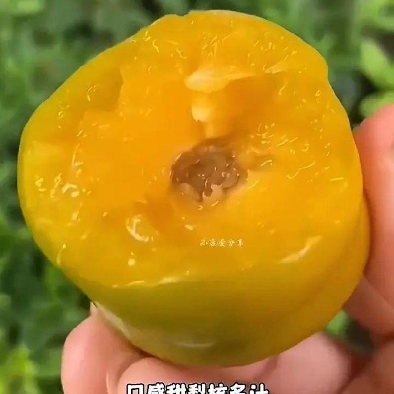 贵州六马蜂糖李