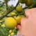贵州六马蜂糖李