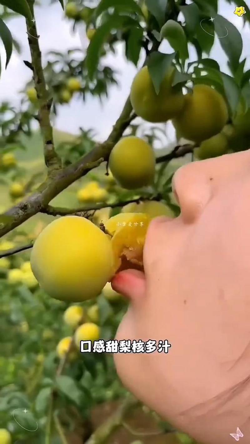 贵州六马蜂糖李