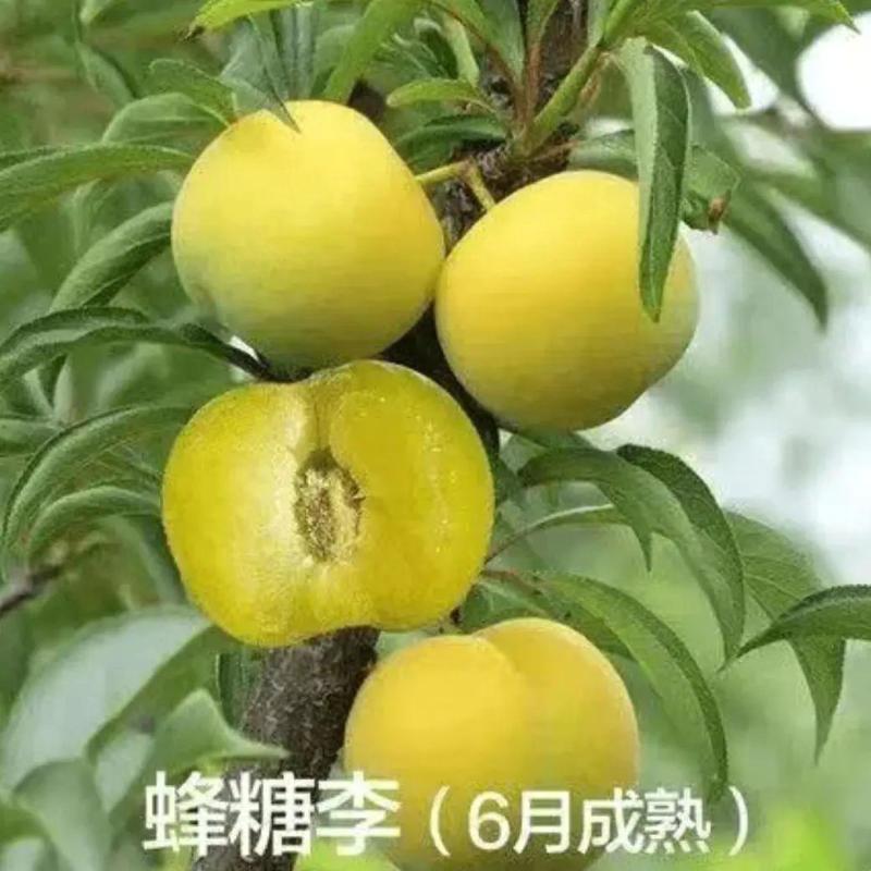 贵州六马蜂糖李
