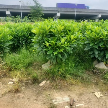 非洲茉莉80高，基地大量低价出售