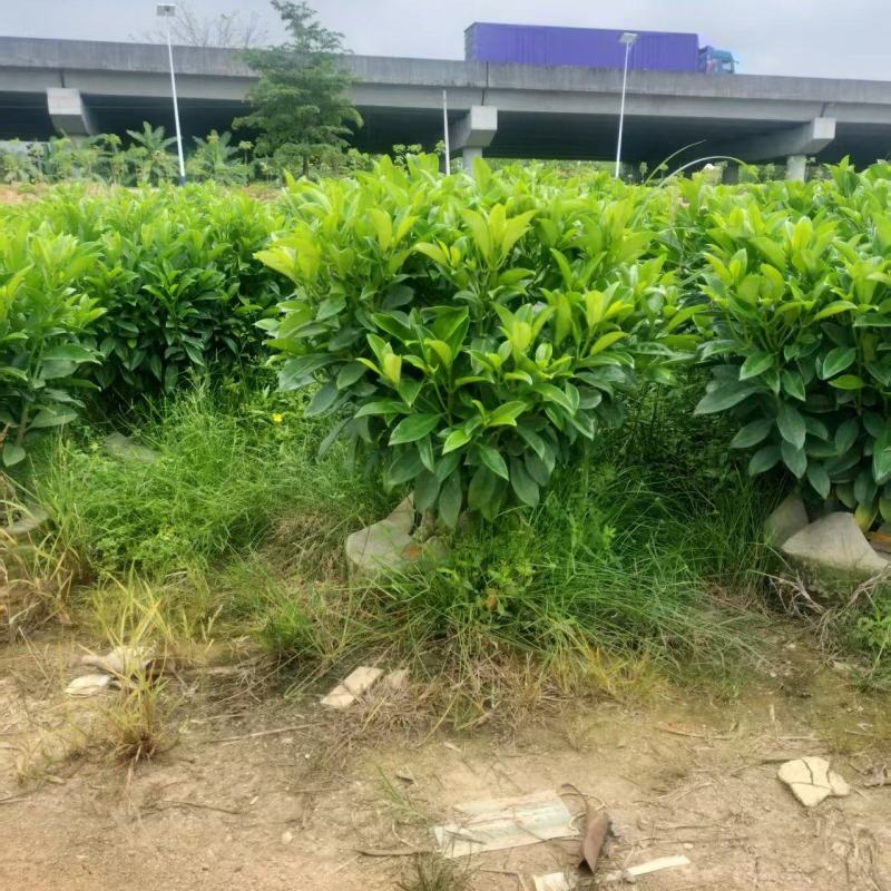 非洲茉莉80高，基地大量低价出售