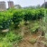 非洲茉莉80高，基地大量低价出售