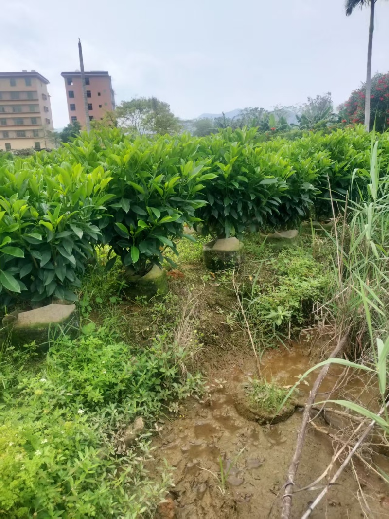 非洲茉莉80高，基地大量低价出售