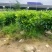 非洲茉莉80高，基地大量低价出售
