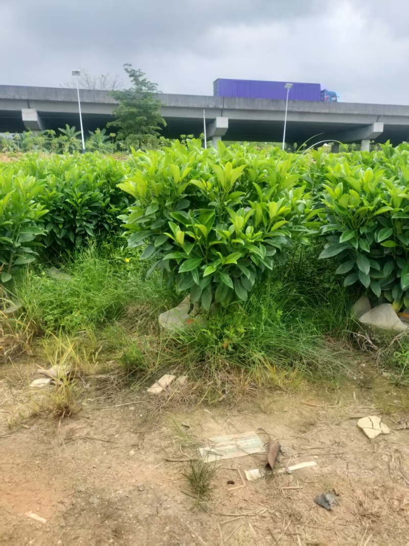 非洲茉莉80高，基地大量低价出售