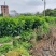 非洲茉莉80高，基地大量低价出售