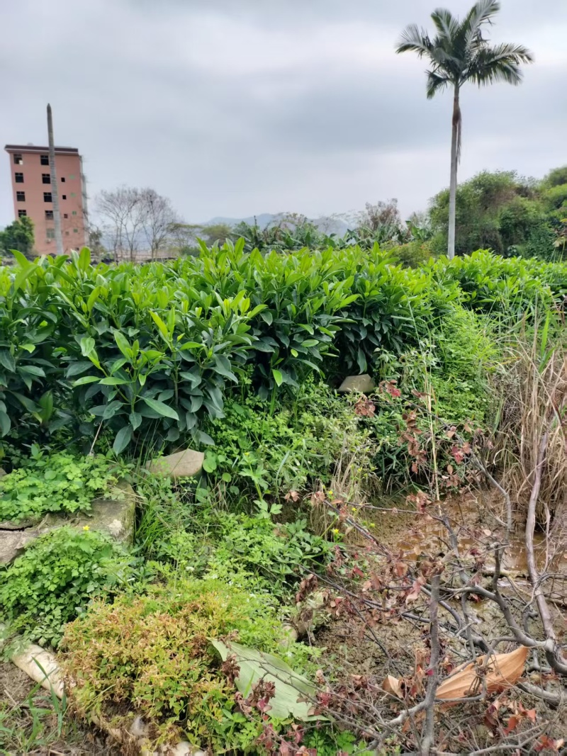 非洲茉莉80高，基地大量低价出售