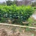 非洲茉莉80高，基地大量低价出售