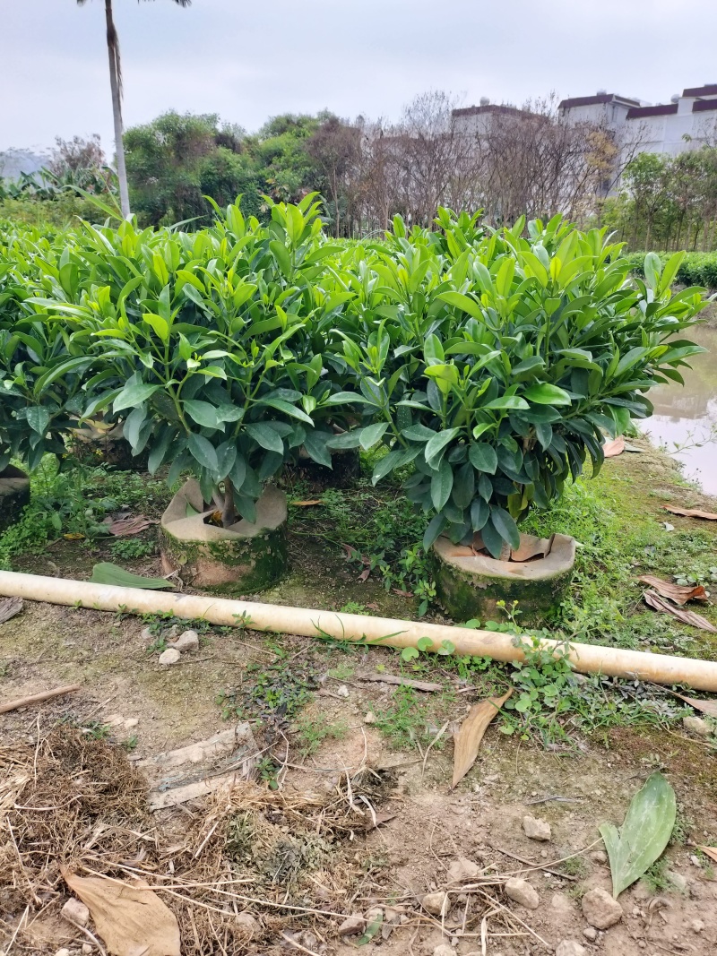 非洲茉莉80高，基地大量低价出售