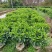 非洲茉莉80高，基地大量低价出售