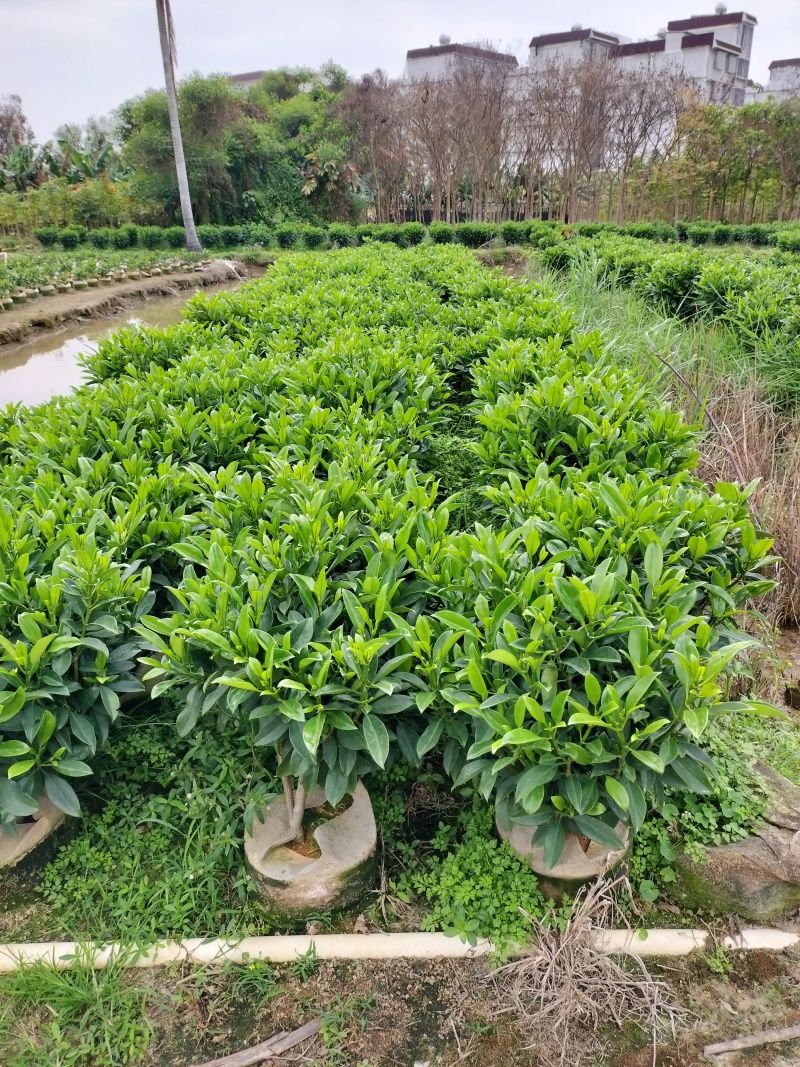 非洲茉莉80高，基地大量低价出售