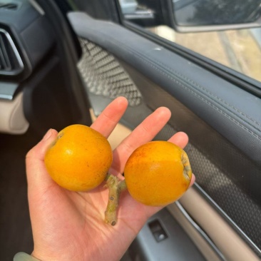 大五星枇杷