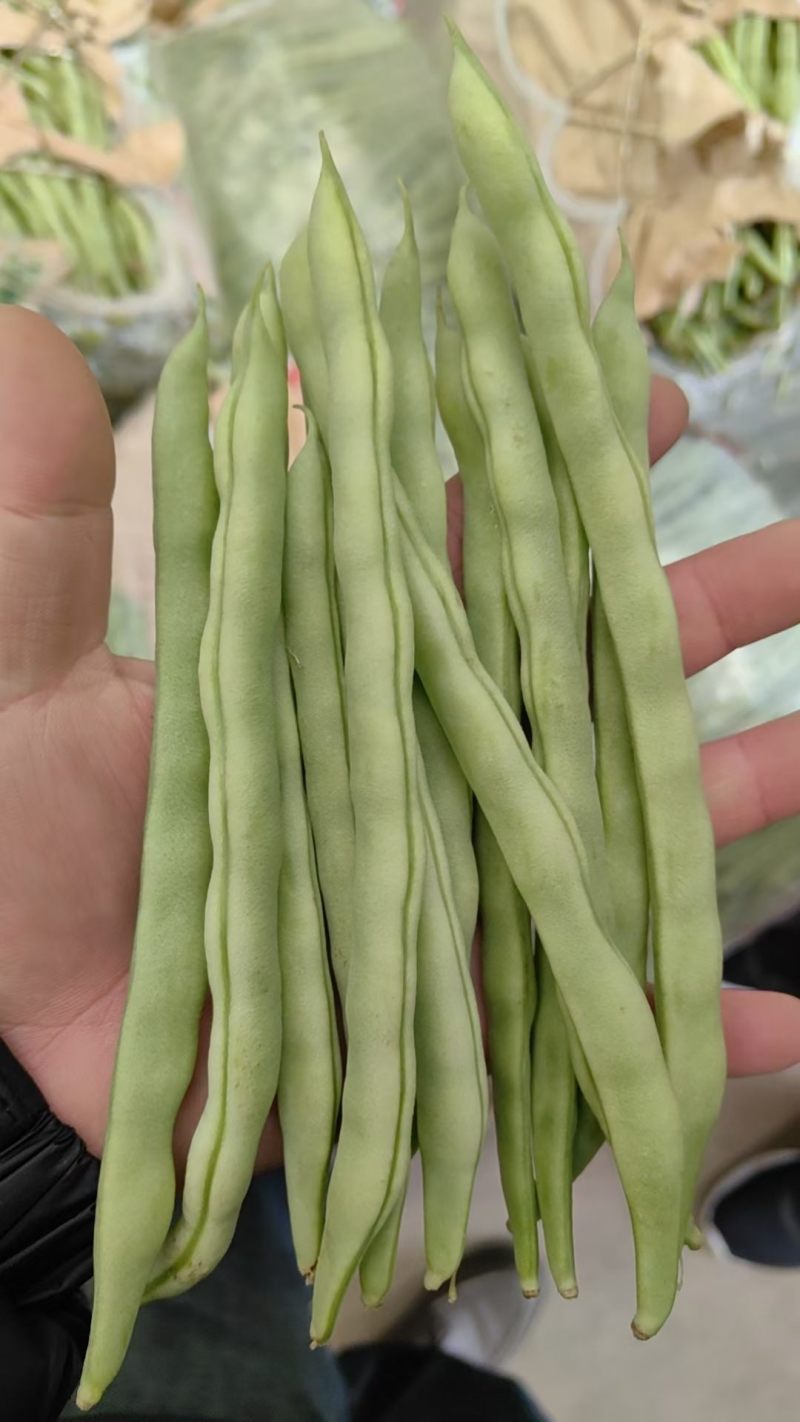 四季豆