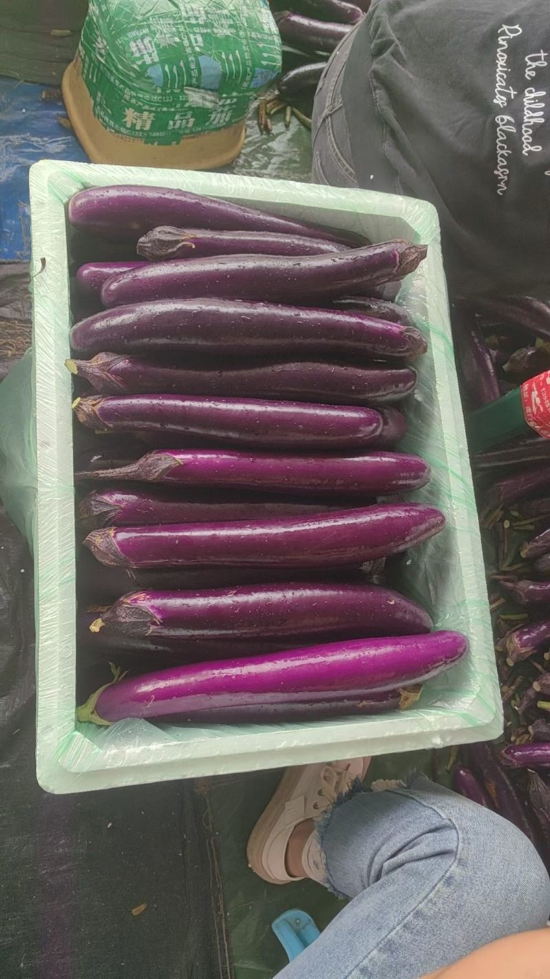 茄子