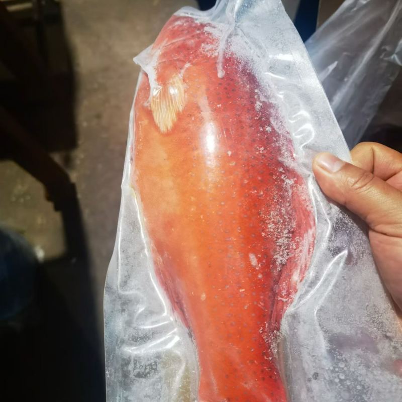 东星斑现货供应