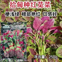 拾甸种红苋菜种子耐热性好红汉菜种子红根苋菜种籽南方