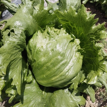 结球生菜基地货源