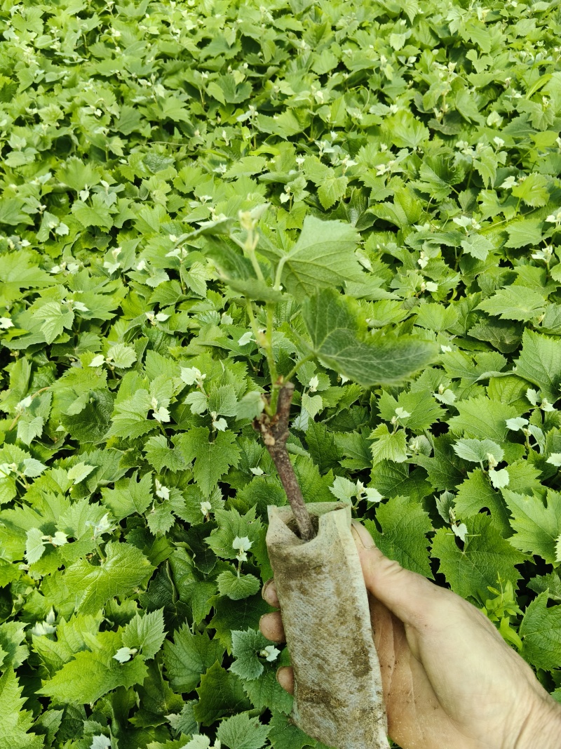 茉莉香营养袋青苗。三叶一心。纯度保证。全国发货。