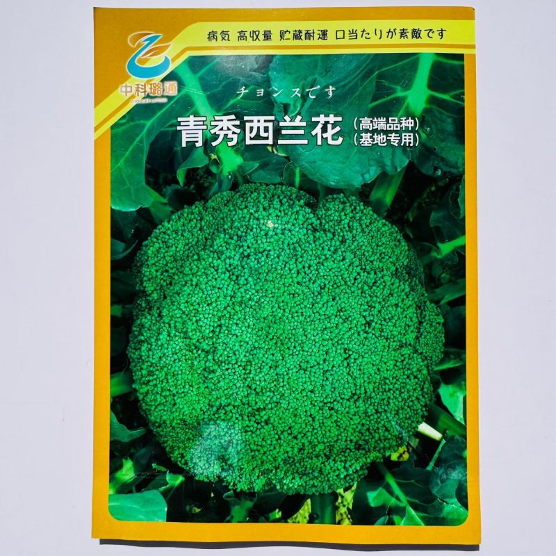青秀西兰花种子基地专用高端杂交西兰花种籽蕾粒细嫩深绿色