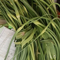 蒜苔