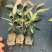 【优选】广29桉树苗速生丰产组培良种成活率高适合荒山造林