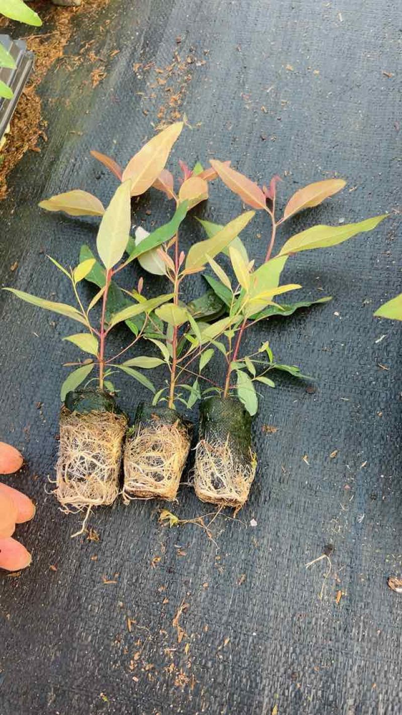 【优选】广29桉树苗速生丰产组培良种成活率高适合荒山造林