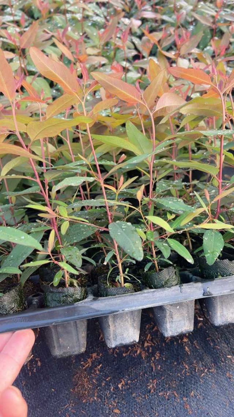 【优选】广29桉树苗速生丰产组培良种成活率高适合荒山造林